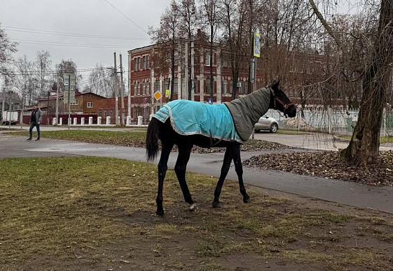На Школьной улице заметили двух лошадей на самовыгуле